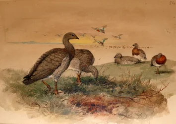 Hamvasfejű lúd (Chloephaga poliocephala), 1852-54